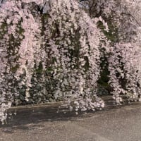 さくら。
