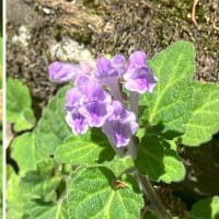 高尾山のシャクナゲ　(^^♪