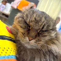 20250612の猫たちと時々犬