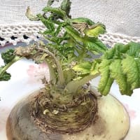 だいこん