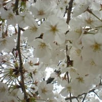 先週末は桜がきれいでした～！