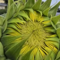 ヒマワリの季節・・・