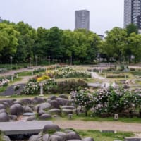靭（ウツボ）公園へ行ってバラを観て来たらしい----------　大阪の家人投稿