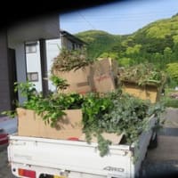 家庭い庭木の伐採