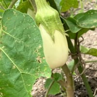 夏野菜あれこれ