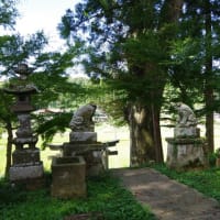 栃木県那須烏山市、曲畑「高尾神社のケヤキ」（市指定）です！！