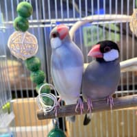 【里親募集】文鳥　ペア