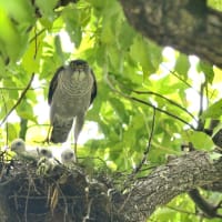 心に残る情景*「鳥景」見沼の小さな森
