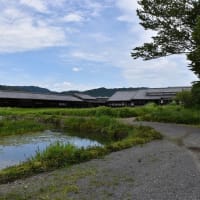 あじさい狩り　静岡県掛川市原里　加茂荘花鳥園・花菖蒲園（8）コロナ発症