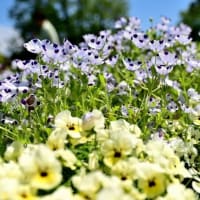 花壇の花（大船フラワーセンター）