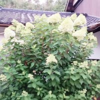涼み処
