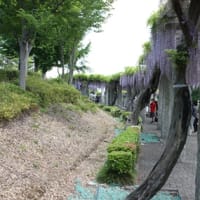 Westeria Festival in Fujioka