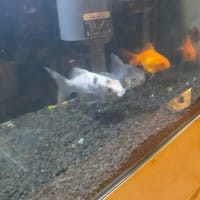 追加したセベラム。