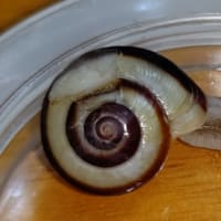 殻割ツムリ６３日目