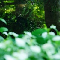 ハンゲショウ、ナンテン、コマツナギ・・・（板橋区立赤塚植物園 2025.6.15撮影）