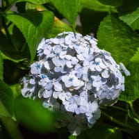 7月5日(土) 初夏の緑