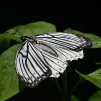 新潟の野蝶　アカボシゴマダラ