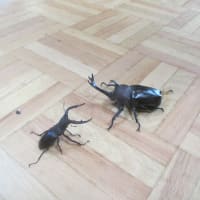 人生は戦い・・・・かな