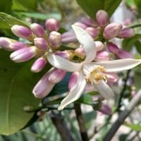 藤の花と・・・