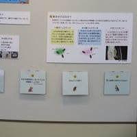 企画展　ゴキの真実「のぞいて楽しむゴキブリの世界」（2025）・・・鹿児島県立博物館