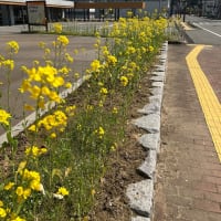 お散歩