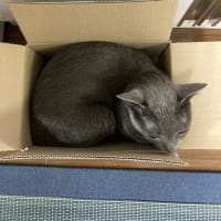 箱にジャストフィットする猫