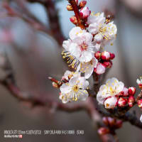 梅の花　　撮影　　　MINOLTA STF 135ｍｍ 1: 2.8[T4.5](T32)　　