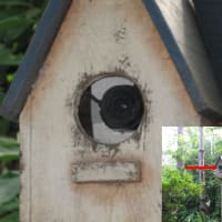 鳥小屋？に隠された監視カメラ