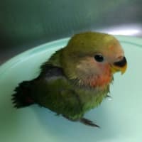 グリちゃん、初めての水浴び。