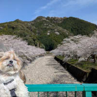 ネオパーサ静岡〜ちょっとお花見