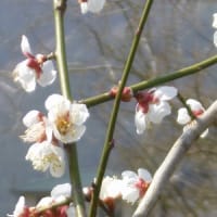 すっかり病人になっています。