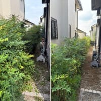 珍しい南天の垣根を剪定｜増えすぎた南天をスッキリ整理