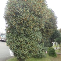 金木犀満開一転風に散る（近所の団地）