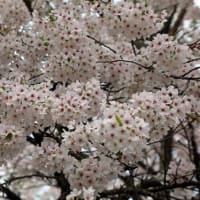 福泉寺の桜　2025　参