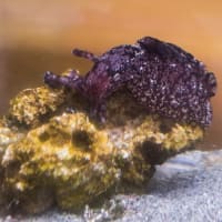 みとしーラボの生き物 2024冬～2025春　後編