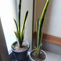 サンスベリアの赤ちゃんができました。