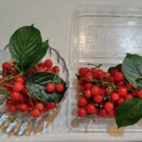 さくらんぼ🍒
