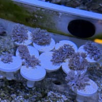 パクパクウミアザミ