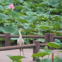 夕暮れ時の古代蓮の里