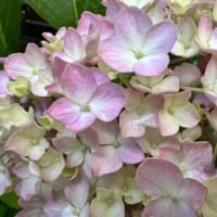 小さな庭に咲く紫陽花