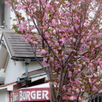 店まえ 八重桜