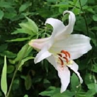 ６月　２７日