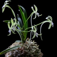 富貴蘭「翡　翠」の花(過去の画像倉庫から)