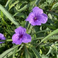 お散歩の花