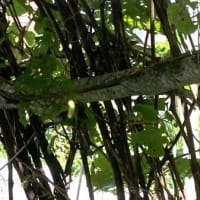 毛虫に食い尽くされた山ぶどう