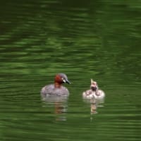 カイツブリに異変？