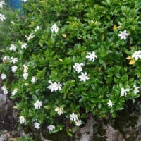 くちなしの花　20250620