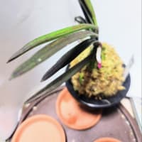 紅梅牡丹
