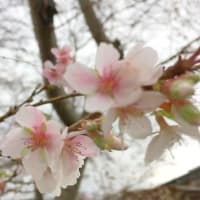 赤かぶの甘酢漬け我が家流