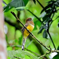 コスタリカ紀行　第2日目　ラ セルバ国立公園編　その３／ガーターキヌバネドリ　ミドリキヌバネドリ　シロエリマイコドリなど